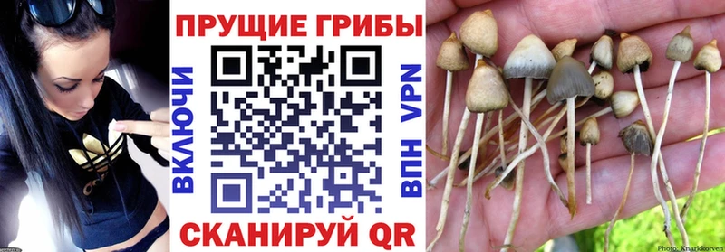 Галлюциногенные грибы GOLDEN TEACHER  купить закладку  Саранск 