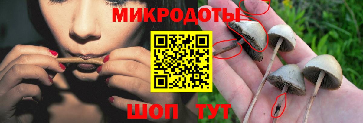 Галлюциногенные грибы Psilocybe Саранск
